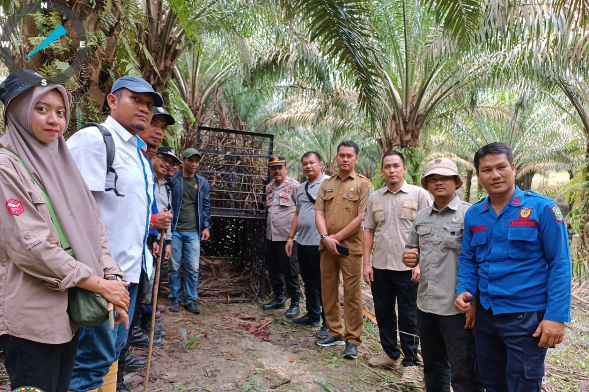 Tiga sekolah di Siak libur terkait kemunculan harimau