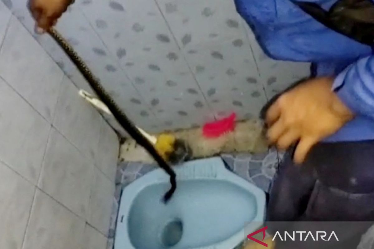 Tim Damkar evakuasi ular piton dari kloset rumah warga di Cibinong Bogor