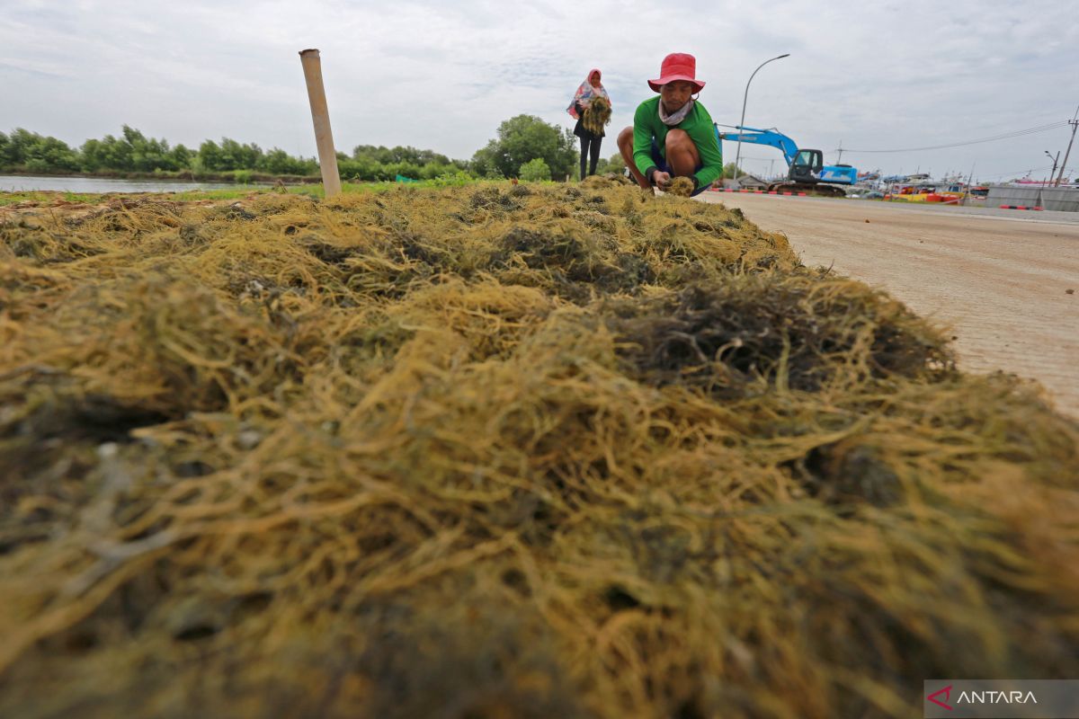 KKP tingkatkan kualitas perikanan melalui hilirisasi industri