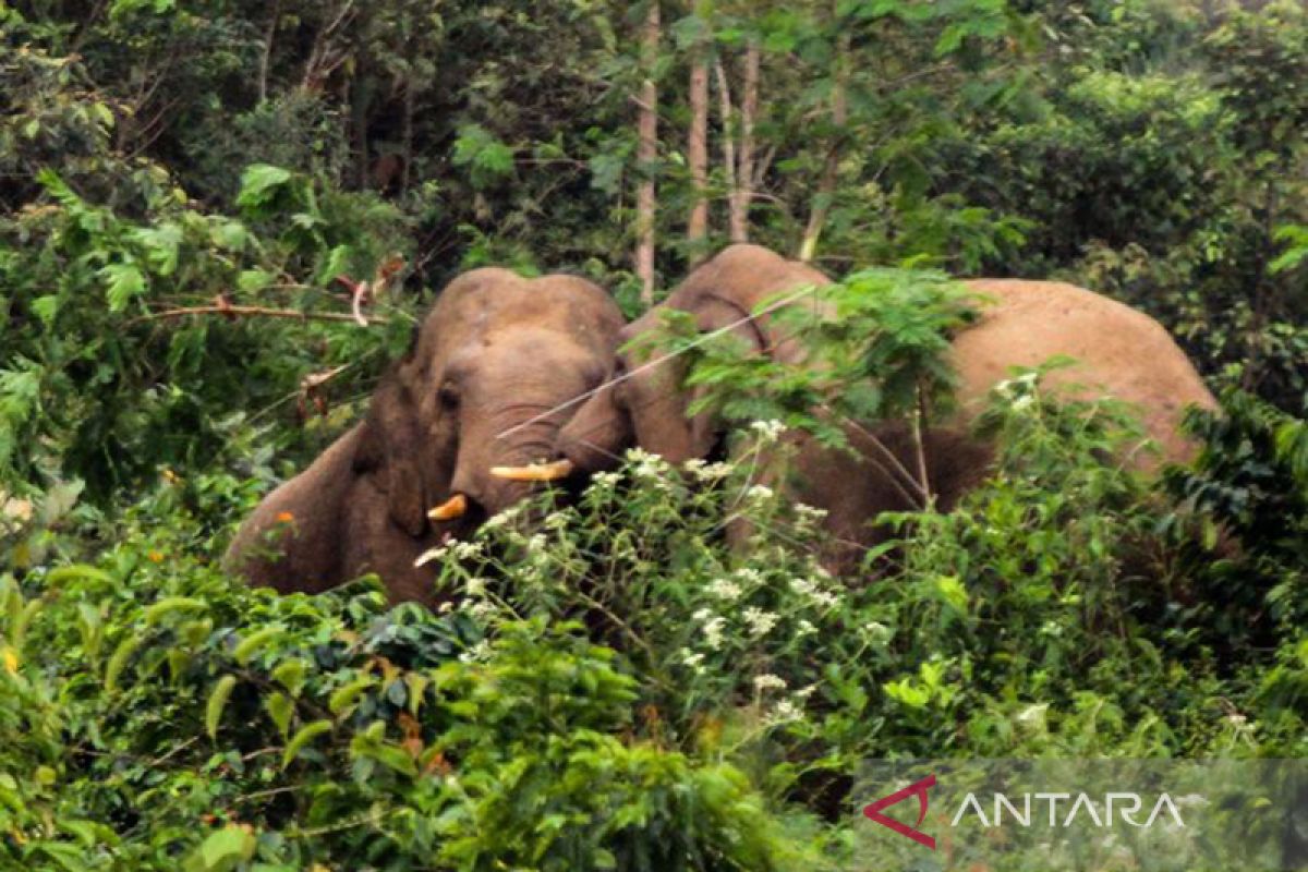 Konflik gajah liar dengan warga Aceh Tengah terjadi di dalam kawasan hutan lindung