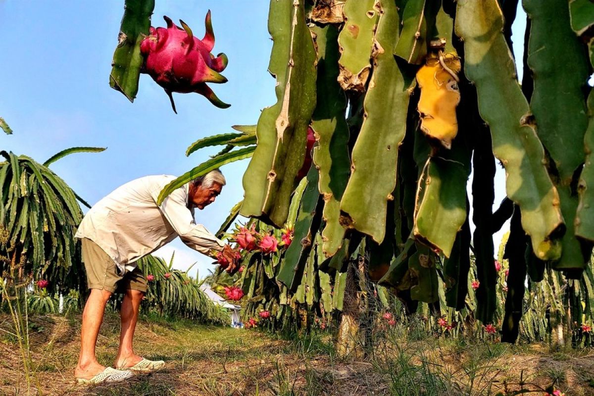 Harga buah naga Vietnam melonjak di tengah kekurangan pasokan