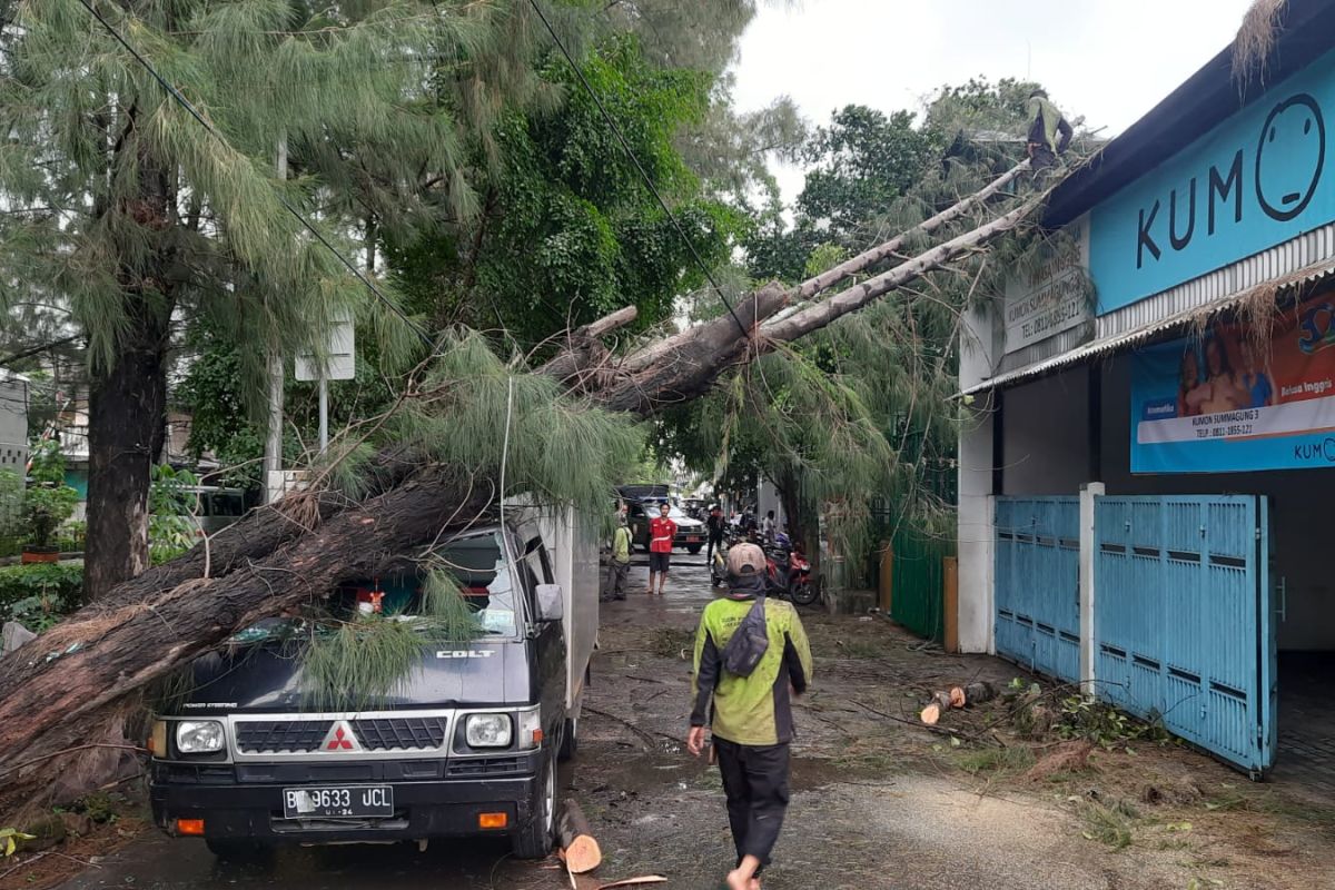 Petugas Dinas Pertamanan evakuasi 12 pohon tumbang di Jakarta Utara