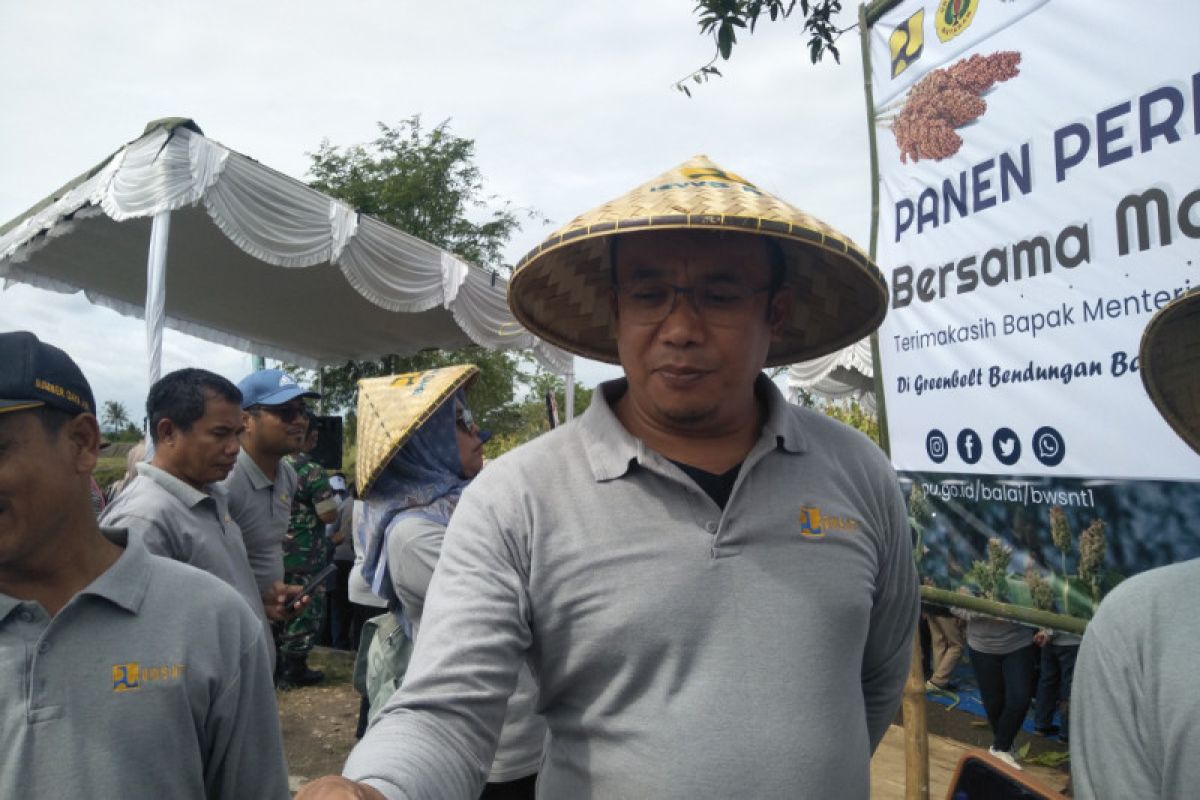 Lombok Tengah berpotensi ditanami sorgum 20 ribu hektare