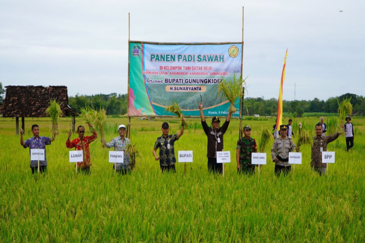 Petani Karangmojo Gunungkidul panen raya padi seluas 30 hektare