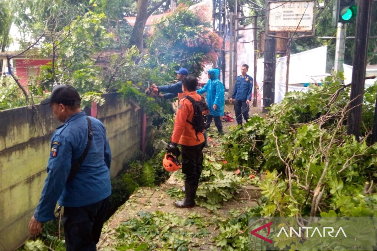 Fenomena angin kencang di Bogor pada Kamis siang sebabkan lima pohon tumbang