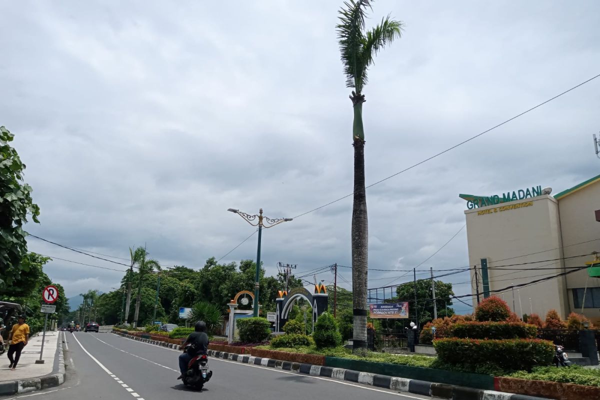 DLH Mataram menebang 80 pohon palem hias di Jalan Udayana