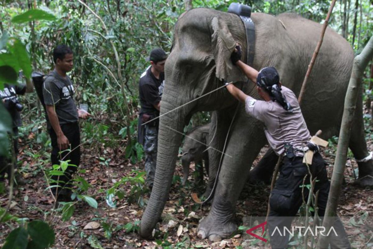 BKSDA Aceh telusuri sebaran kelompok gajah liar untuk dipasang kalung GPS