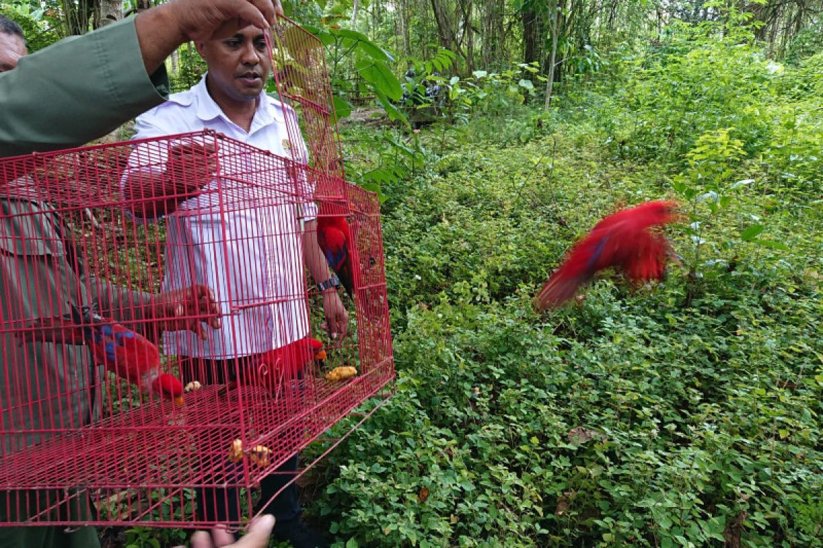 BKSDA Maluku lepas liarkan empat ekor burung nuri Maluku