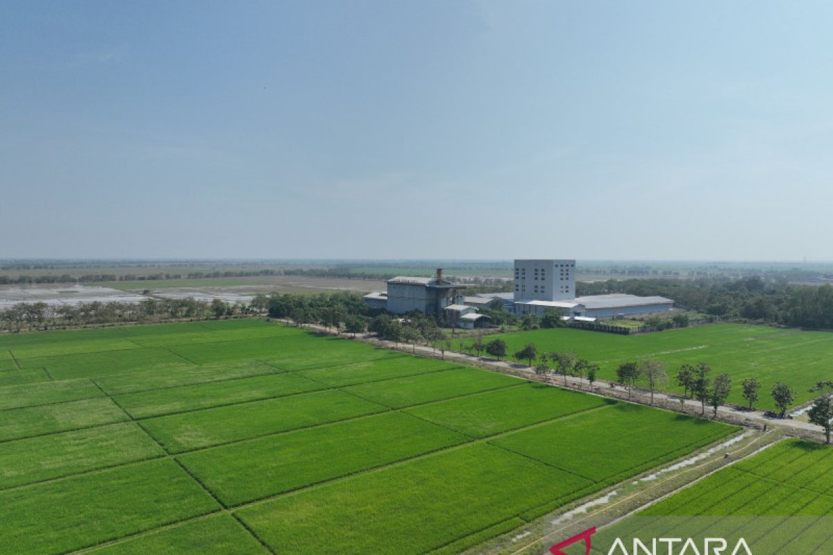 Sang Hyang Seri siapkan 18.500 ton bibit padi untuk musim tanam