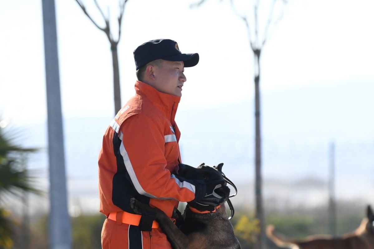 Anjing terlatih dukung misi penyelamatan pascagempa di Turki
