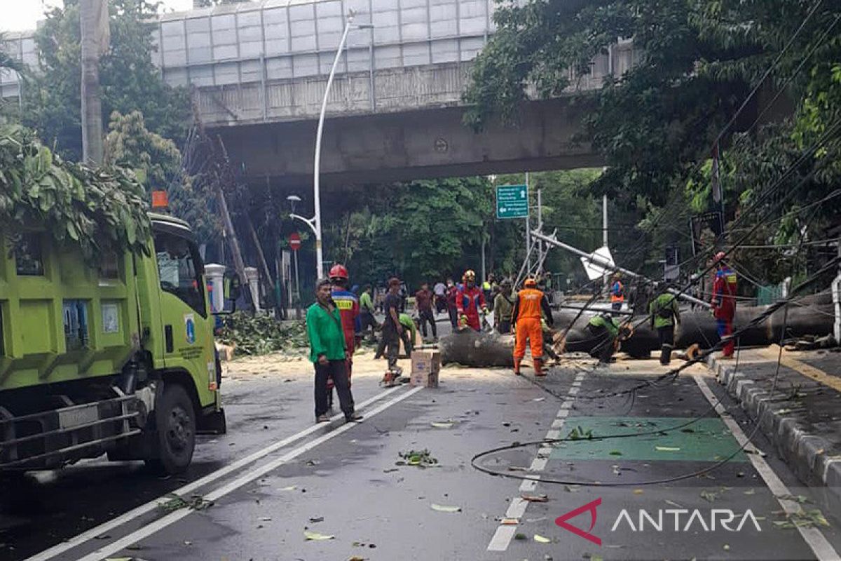 Jakarta kemarin, pohon tumbang hingga penerjun payung tersangkut pohon