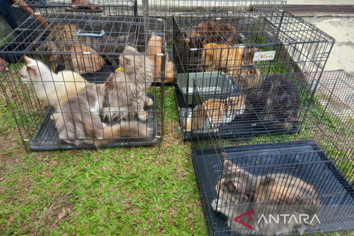 Kepahiang Bengkulu terima 6.000 dosis vaksin rabies