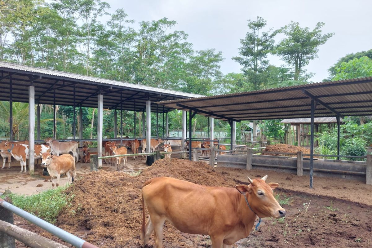 Trenggalek pertahankan sapi spesies lokal "galekan"