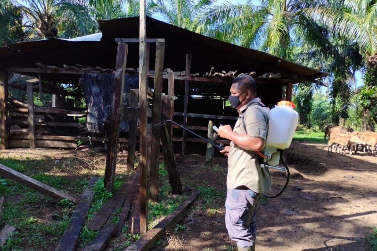 Cegah PMK berulang, ini yang dilakukan Distan Aceh Jaya