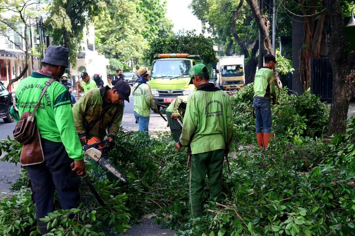 Sudintamhut Jaksel sebut hujan angin sebabkan banyak pohon tumbang