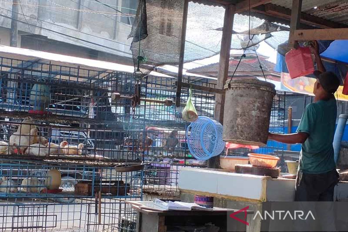 Harga ayam potong di Aceh Timur turun