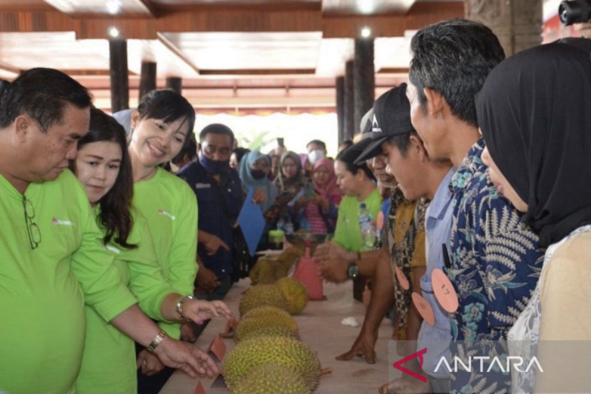 Dispar  Kubar gelar festival durian promosikan wisata lokal