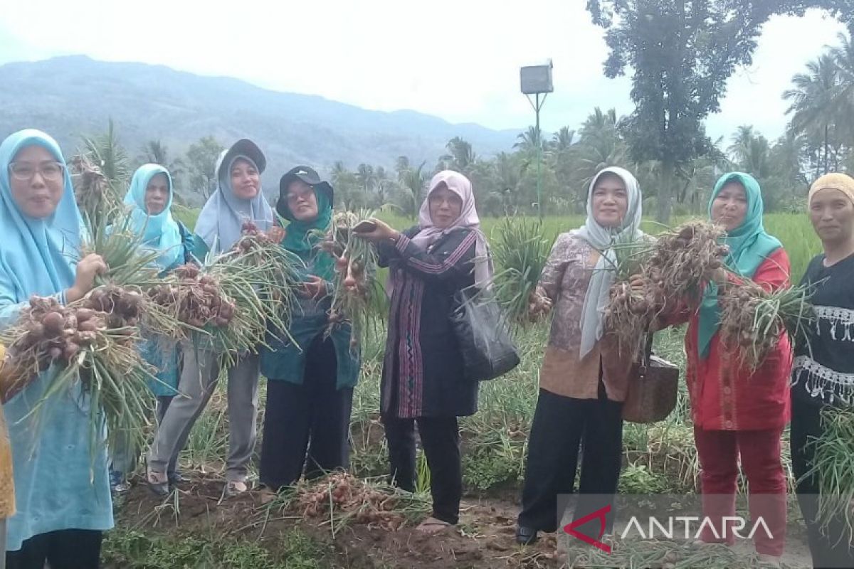 Budidaya bawang merah batu ijo di Tapsel cukup menjanjikan