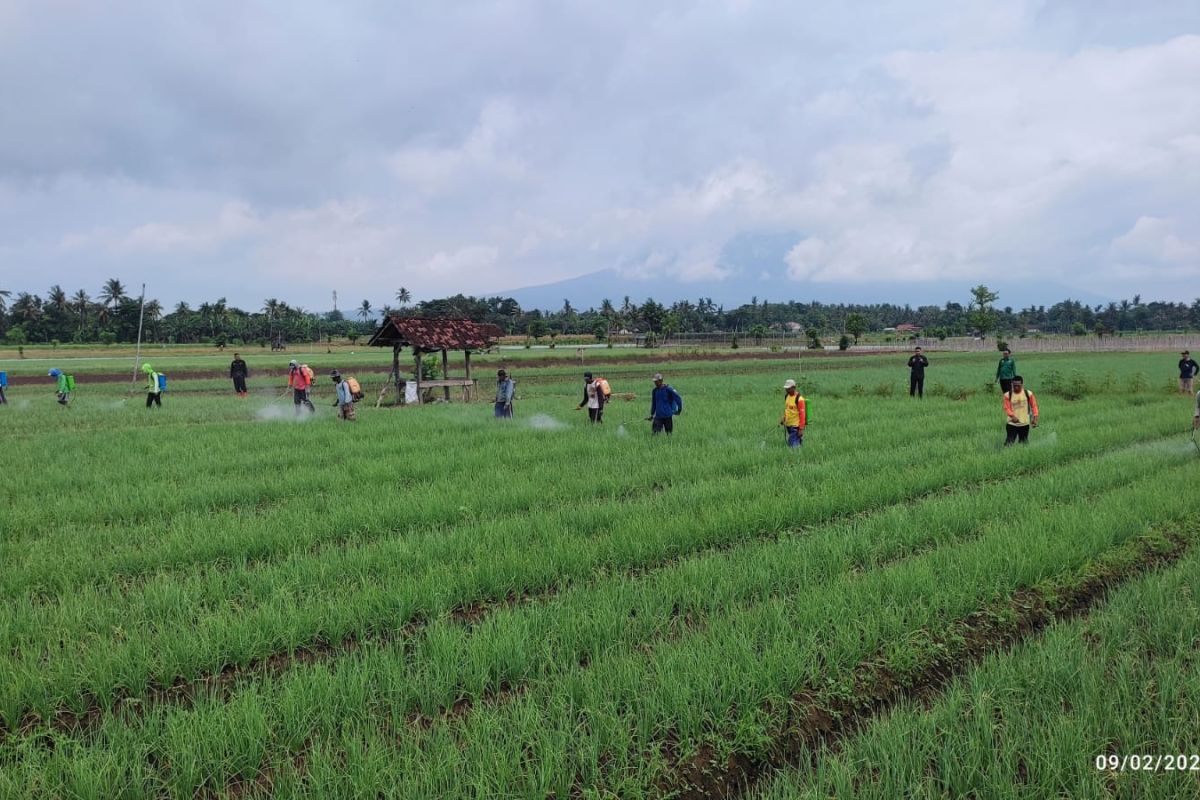Banyuwangi tingkatkan kapasitas petani lewat program Sekolah Lapang