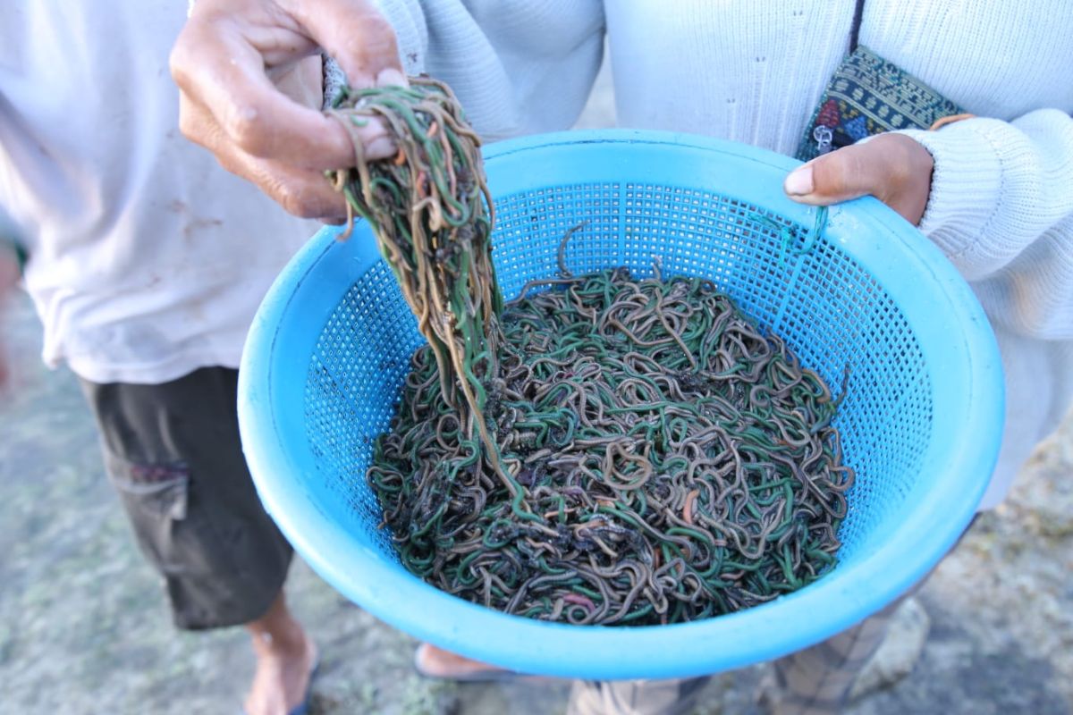 Merangkai pesona Festival Bau Nyale menjadi wisata mendunia