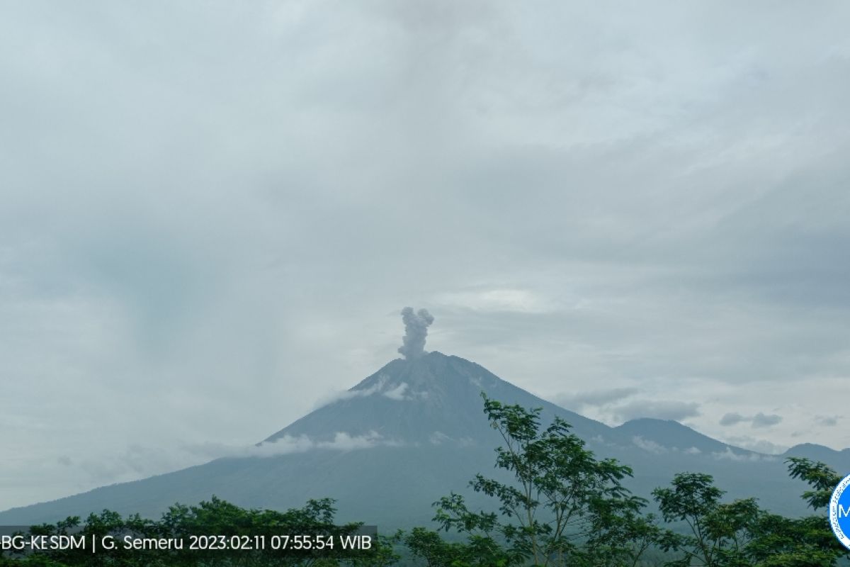Gunung Semeru kembali erupsi dengan tinggi letusan 600 meter pada Sabtu pagi