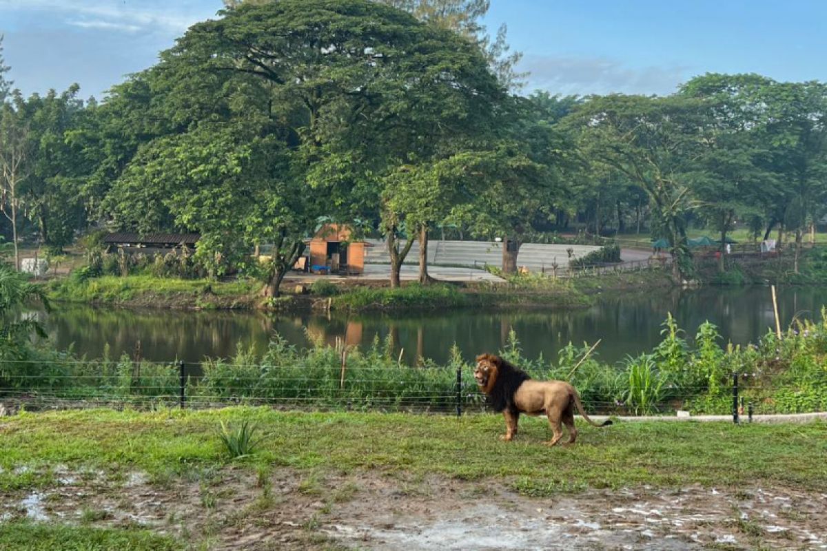 Solo Safari  mulai uji coba lepas liar satwa singa