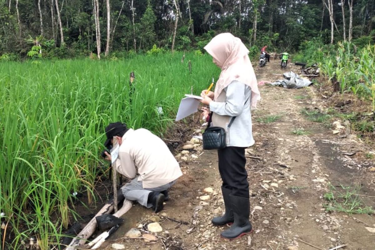 Pemkab Tabalong identifikasi varietas padi lokal unggulan