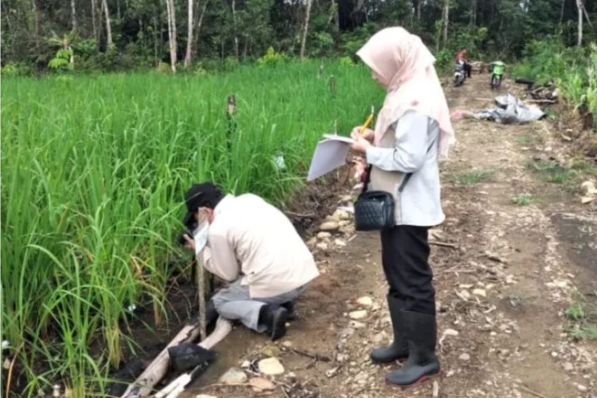 Pemkab Tabalong mengidentifikasi varietas padi lokal unggulan