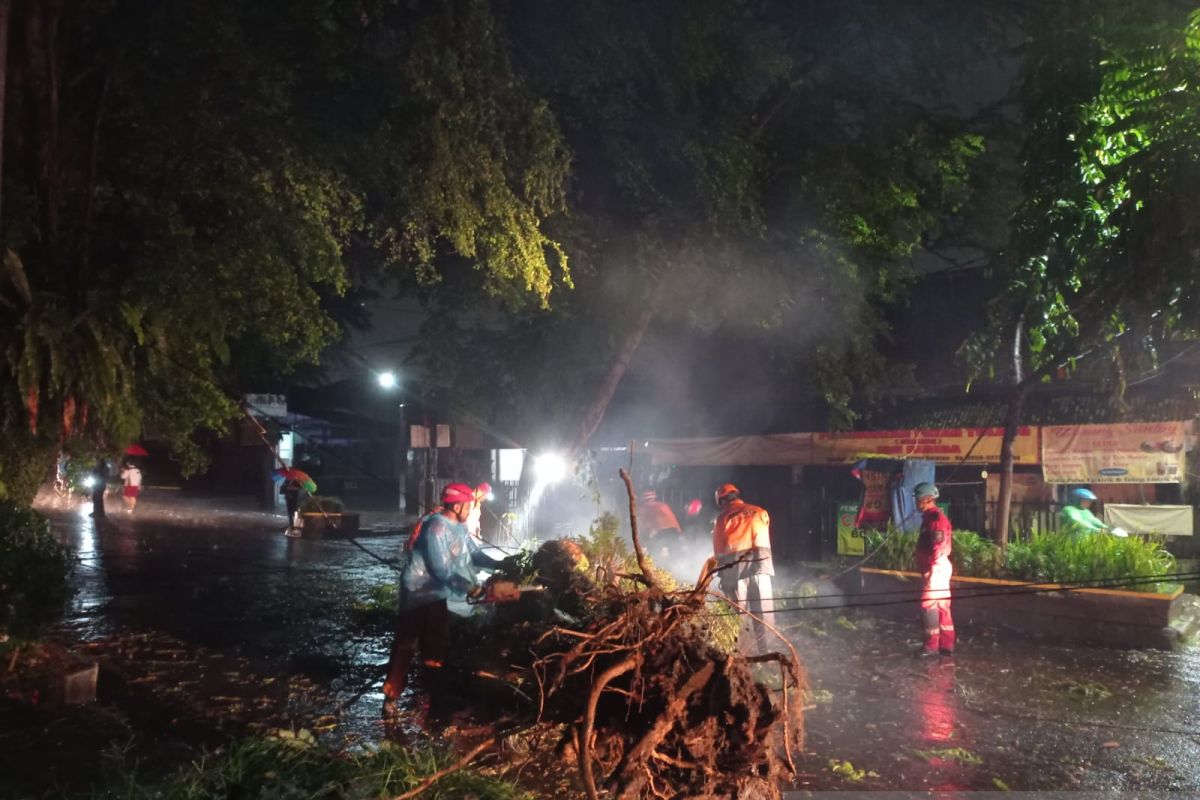 Beberapa pohon besar tumbang semasa hujan guyur Kota Bogor