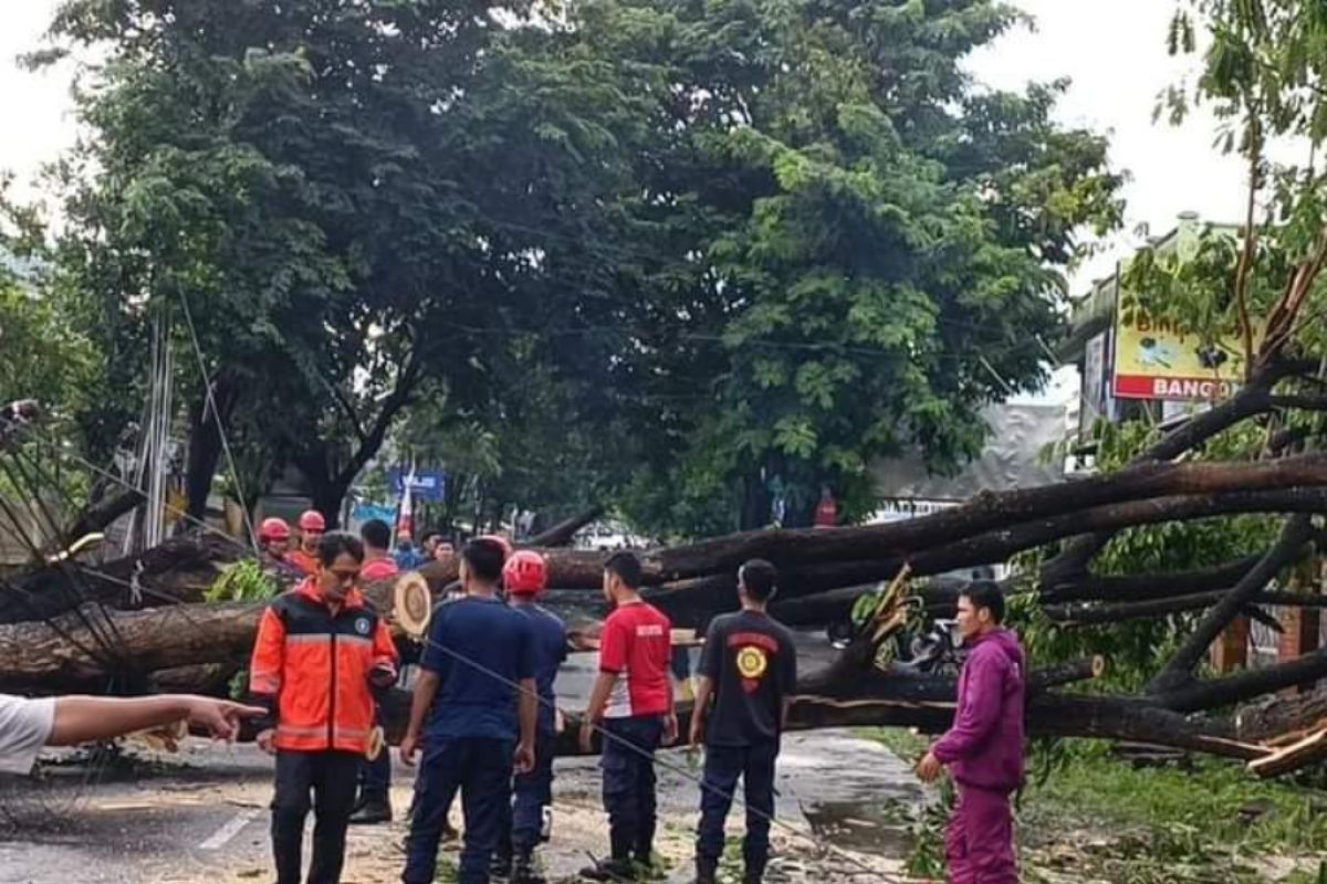 Hujan lebat, sejumlah pohon tumbang di Lombok Timur (Video)