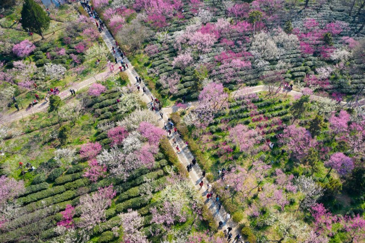 Festival bunga prem internasional digelar di Nanjing China