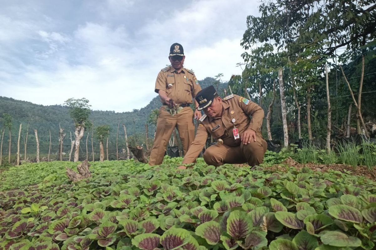 Bagaimana program Sigam Tampan di Aceh Jaya?