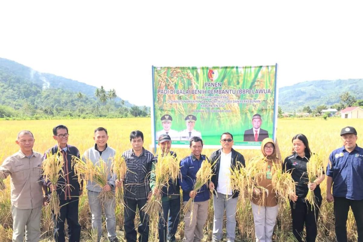 Pemkab Sigi dorong petani perluas areal tanam padi