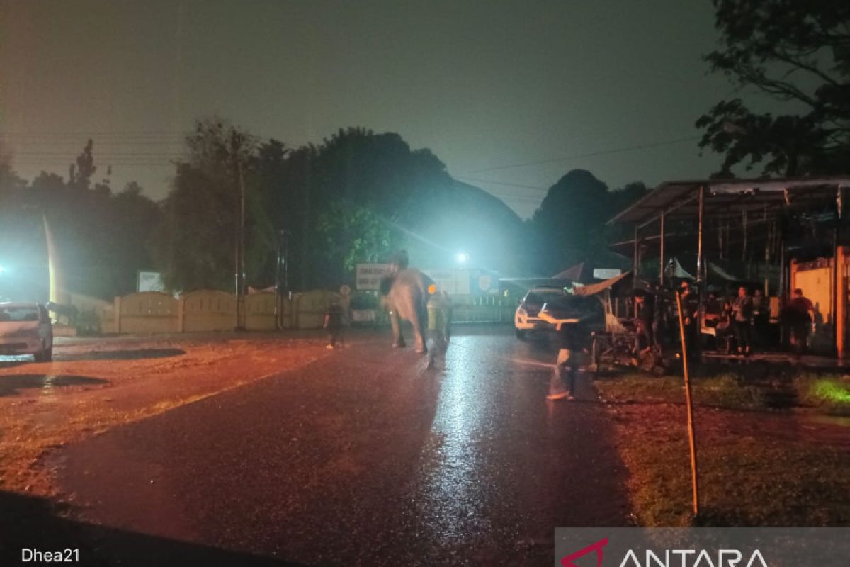 Gajah konservasi WKS tiba di Kebun Binatang Taman Rimba Jambi