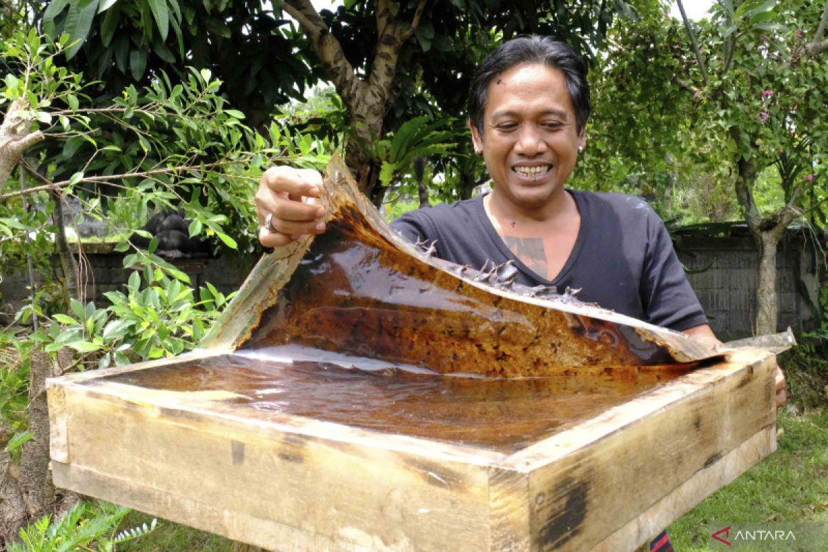 Madu Kamasan raup omzet jutaan rupiah dari budi daya lebah Klanceng (video)