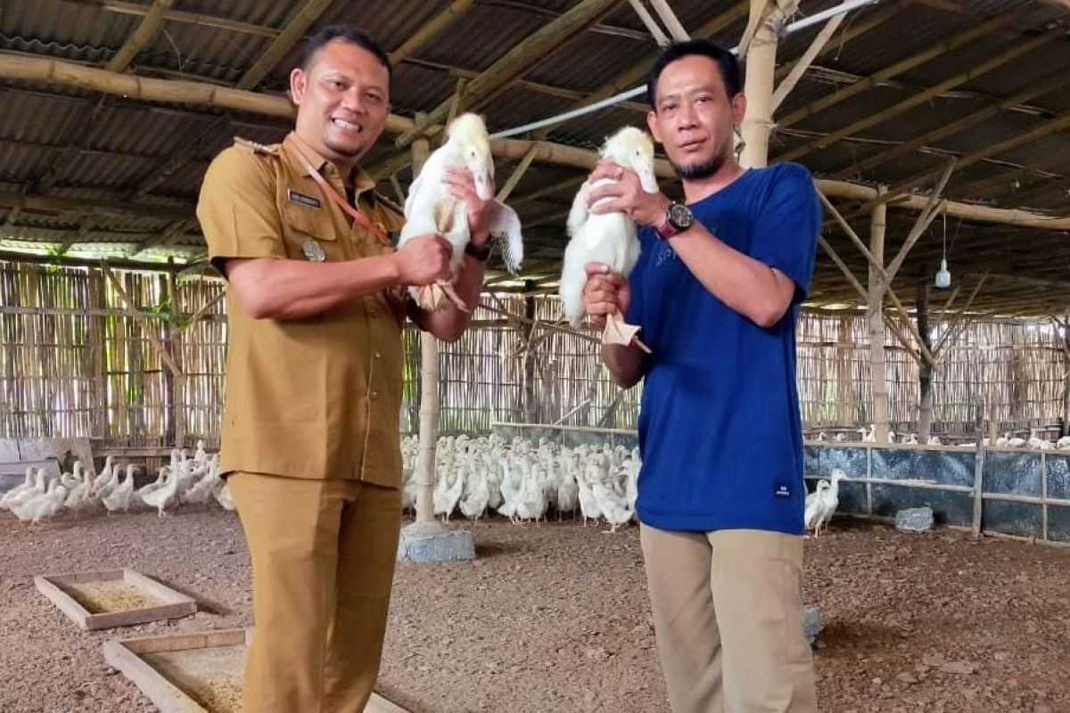 Desa di Probolinggo kembangkan peternakan bebek dukung ketahanan pangan