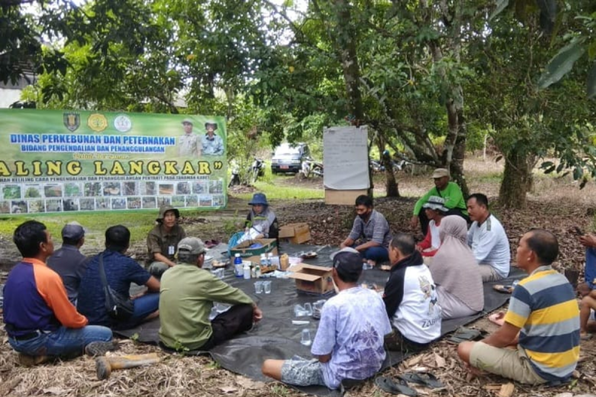 Pemkab Tabalong kendalikan penyakit karet