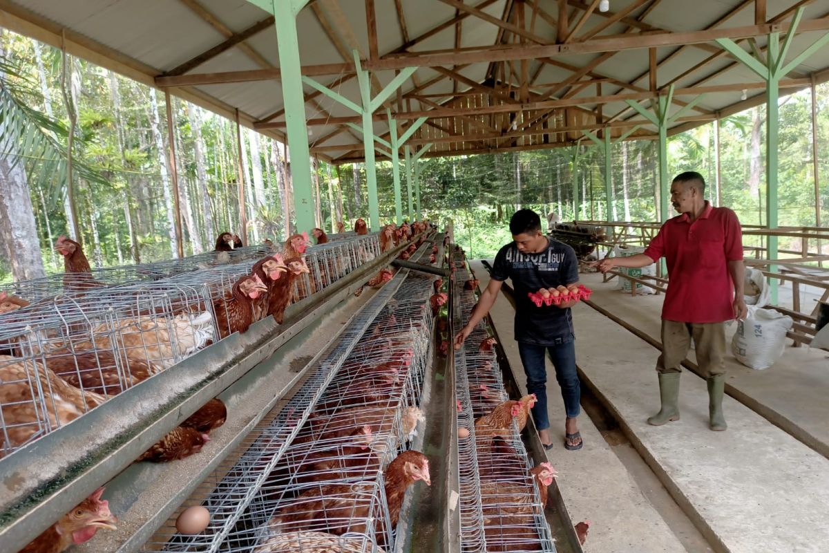Penuhi permintaan telur ayam, ini yang dilakukan BUMG di Aceh Jaya