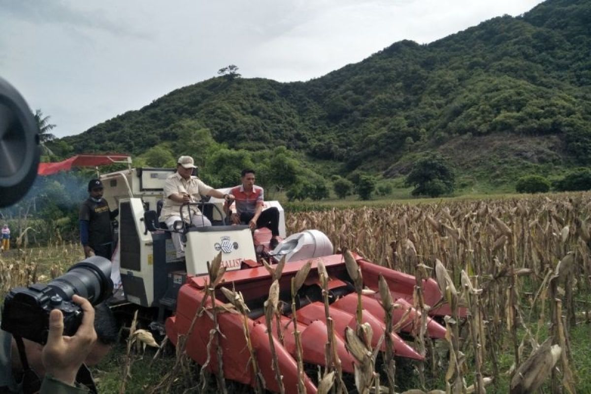 Menhan Prabowo Subianto lakukan panen raya jagung di Lombok Tengah