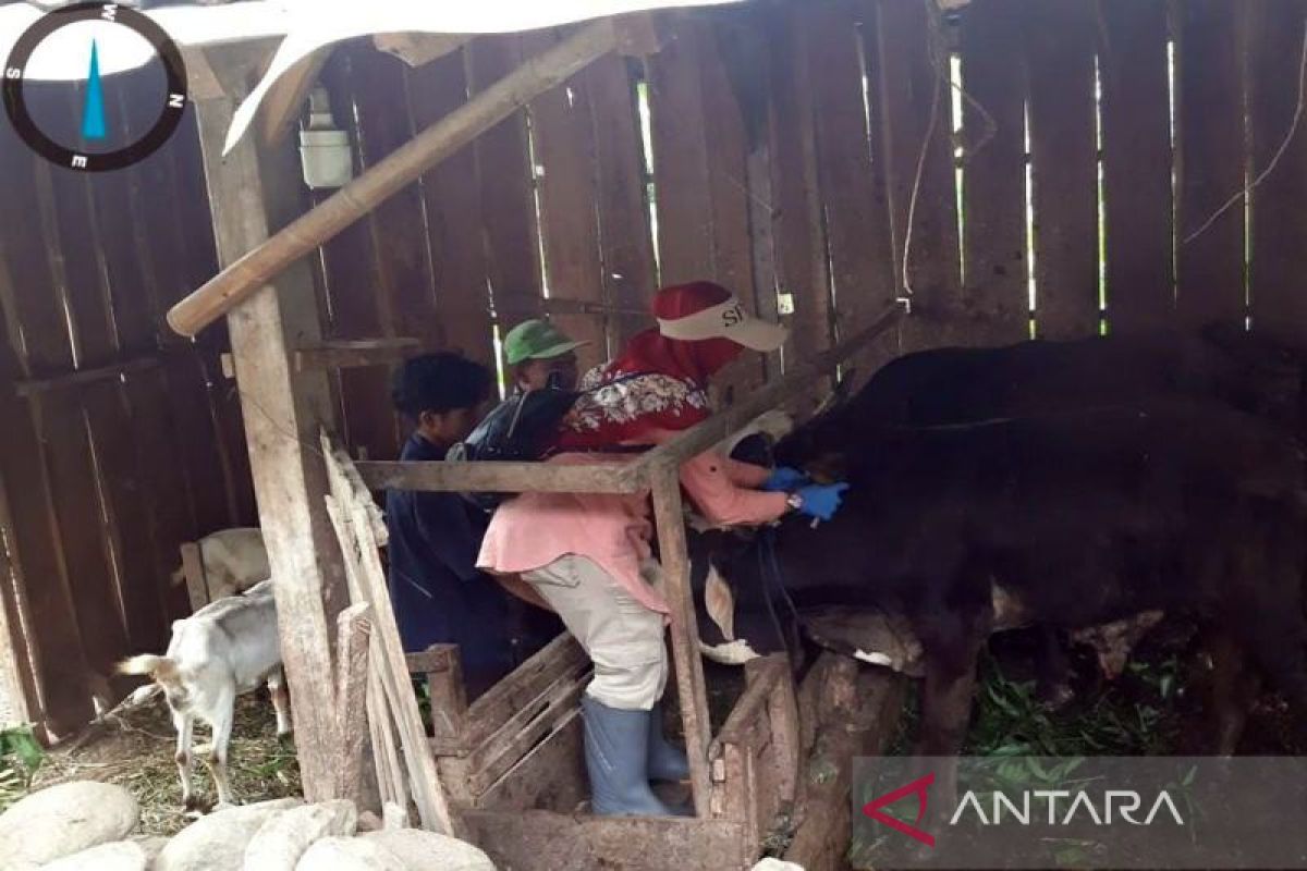 Pemkab Boyolali: Penyakit kulit berbentol tidak  pengaruhi stok daging