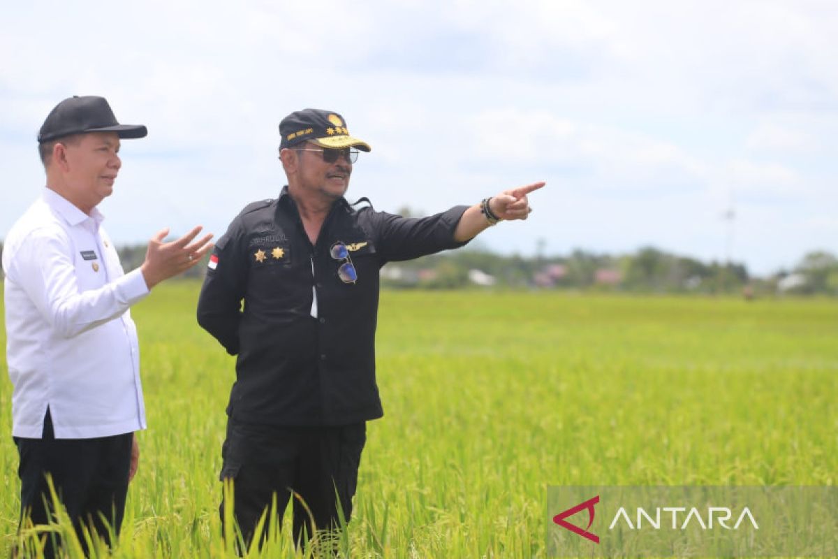 Minister praises rice planting progress in C Kalimantan food estates