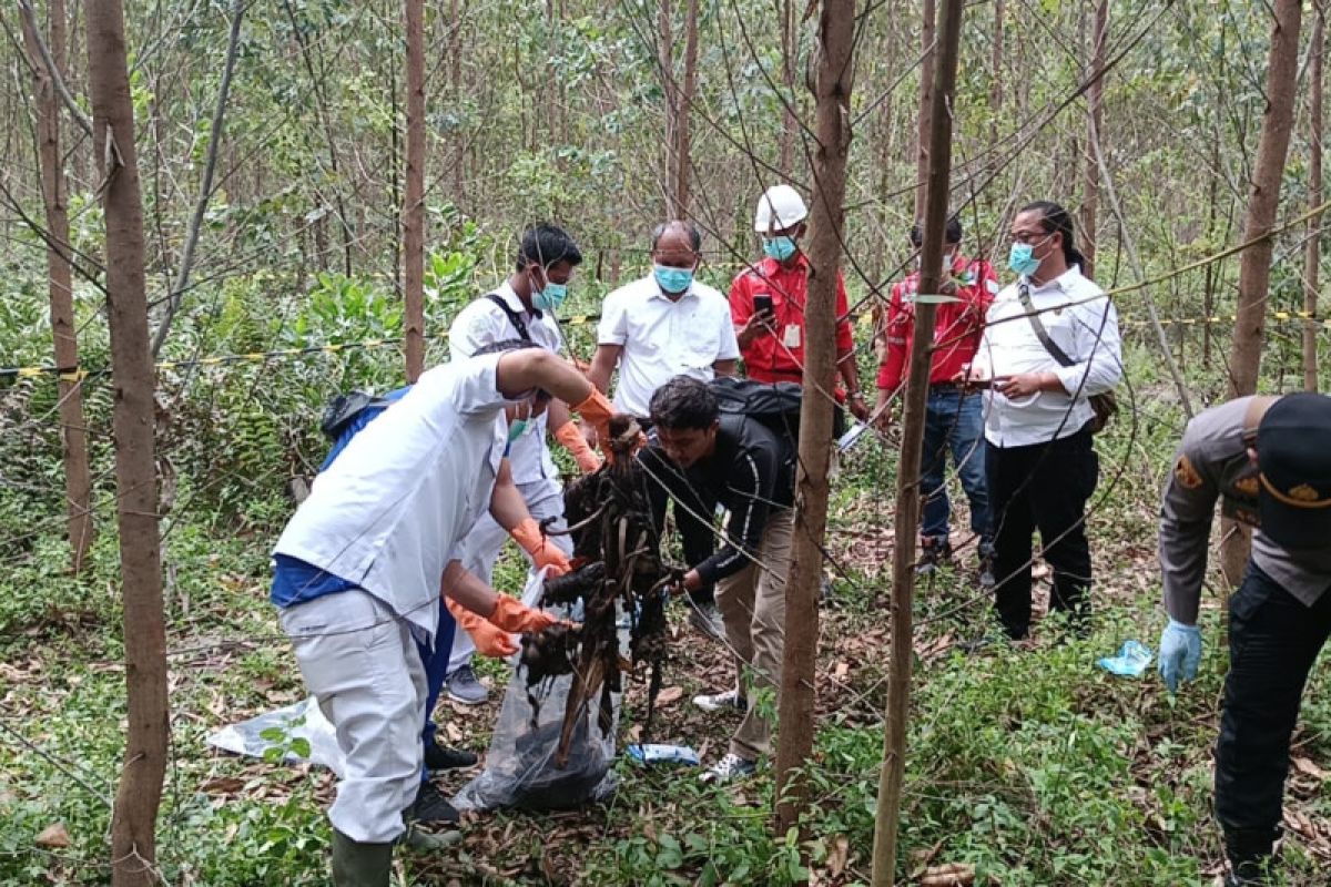 Warga Sumut ditemukan sudah kerangka di kebun akasia Tanjab Barat Jambi