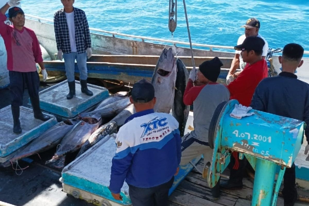 Potensi ikan tuna Yellow Fins di perairan Biak 800 ribu ton per tahun