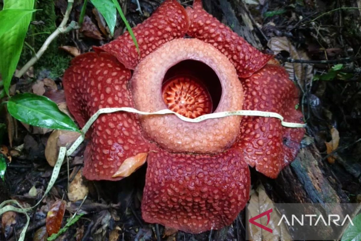 Dua bunga Rafflesia ditemukan mekar di hutan Saniangbaka