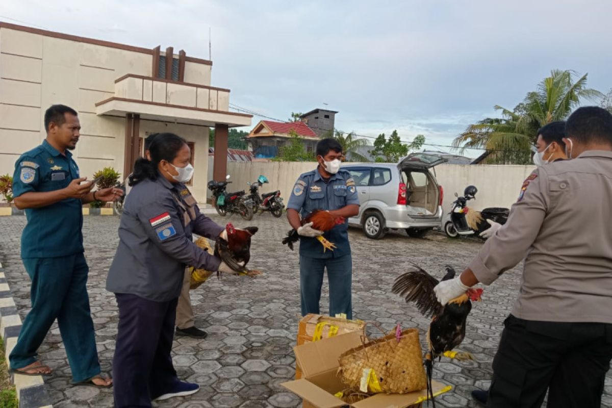 Empat ayam bangkok selundupan dimusnahkan di Ternate, Malut