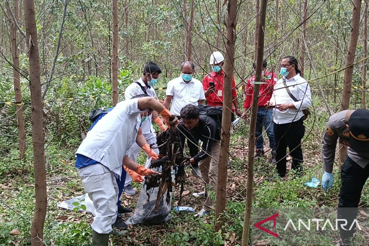 Kerangka tubuh manusia ditemukan di kebun akasia Jambi