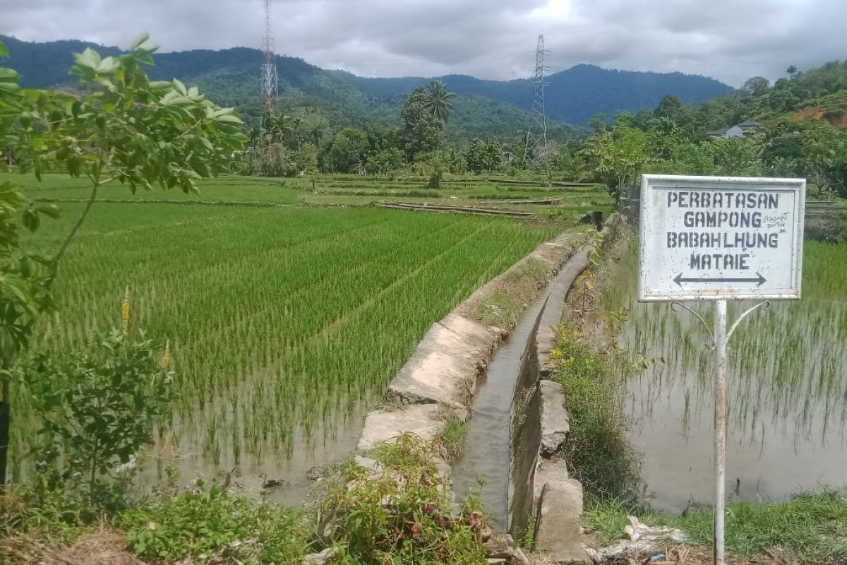 Ingin panen meningkat, petani Abdya minta saluran irigasi diperbaiki