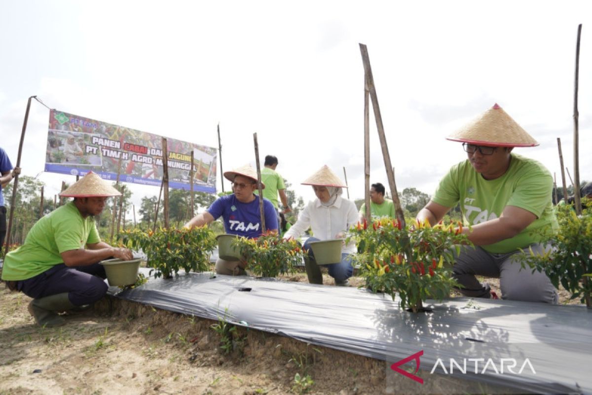 PT TAM kembangkan 50 hektare pertanian cabai di Bangka Belitung