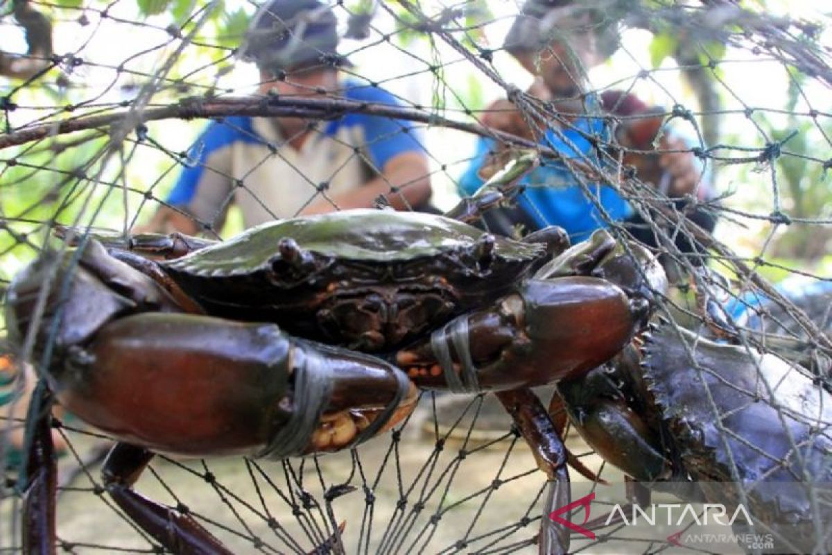 Warga Pulau Setunak dilatih budidayakan kepiting