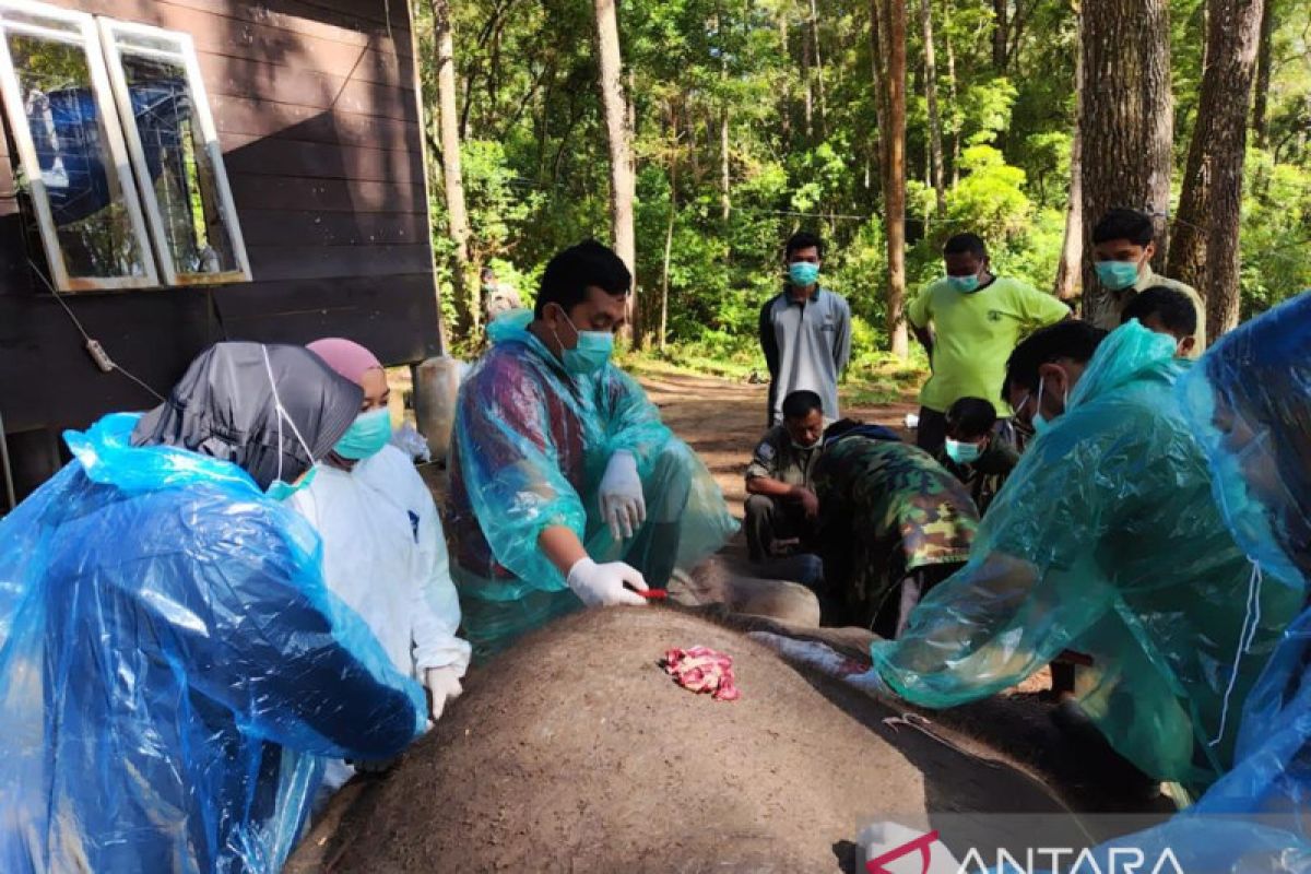 BBKSDA Sumut: Gajah Dwiki mati di Aek  Nauli Kabupaten Simalungun
